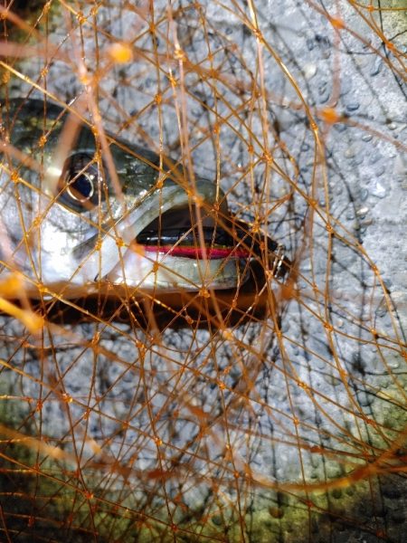 なかなか難しかったです(^^;)