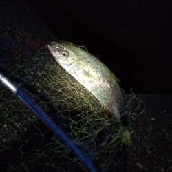 フクラギ多数!マゴチ1匹!