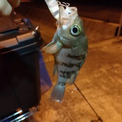 小豆島釣りキャンツーリング初日釣果