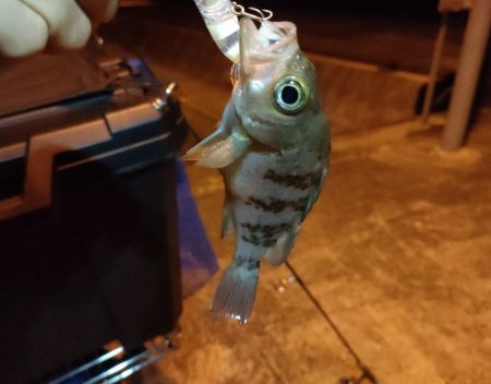 小豆島釣りキャンツーリング初日釣果