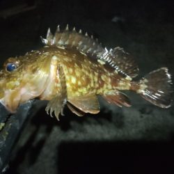 小豆島釣りキャンツーリング2日目の釣果