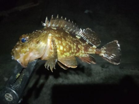 小豆島釣りキャンツーリング2日目の釣果