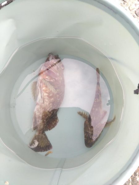 ガシラしかいない