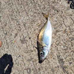 ファミリーサビキ