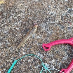 1年ぶりの釣果は…?