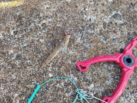 1年ぶりの釣果は…?