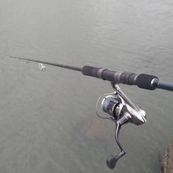 雨後のフラットフィッシュ