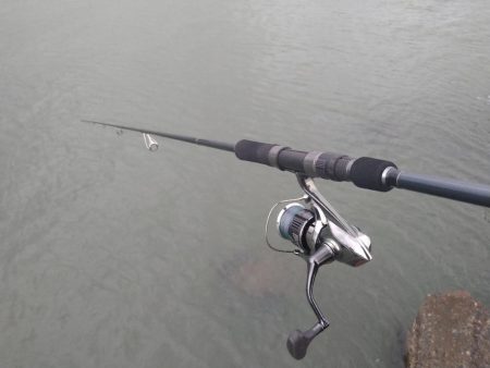 雨後のフラットフィッシュ