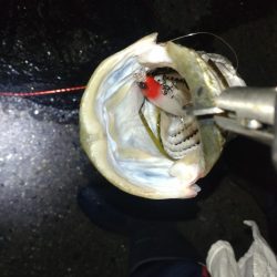 ナイトシーバス