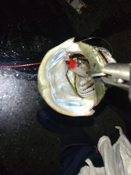 ナイトシーバス