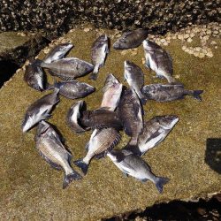 ノッコミ間近？芸予諸島のチヌ釣り