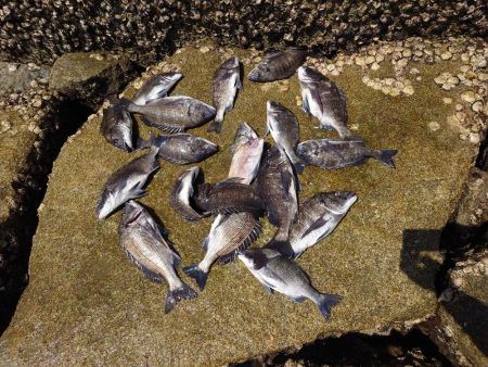 ノッコミ間近？芸予諸島のチヌ釣り