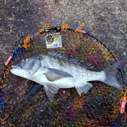 広島湾のノッコミ祭会場探し