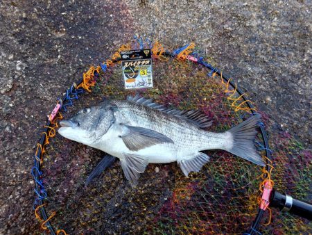 広島湾のノッコミ祭会場探し