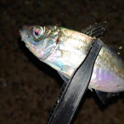 お目当ての魚は釣れませんでした！
