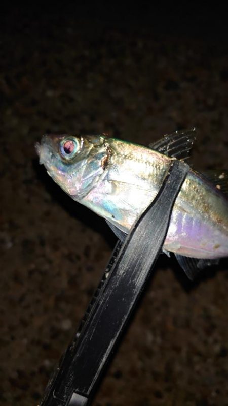 お目当ての魚は釣れませんでした！