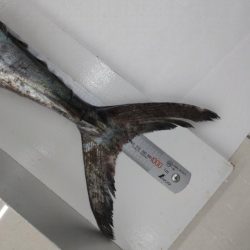 今年初の鰆はメーターオーバー!!