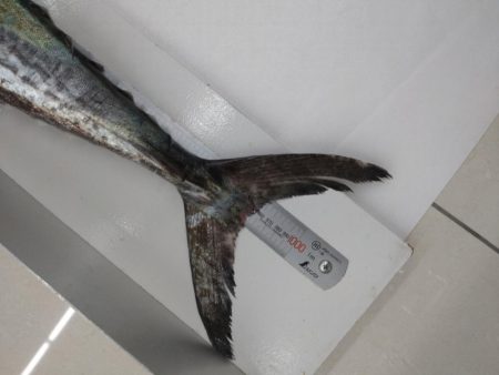 今年初の鰆はメーターオーバー!!