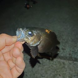 メバルウキ釣り