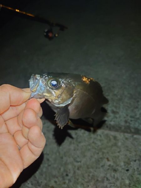 メバルウキ釣り