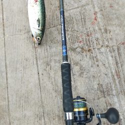 サバ狙い朝釣行