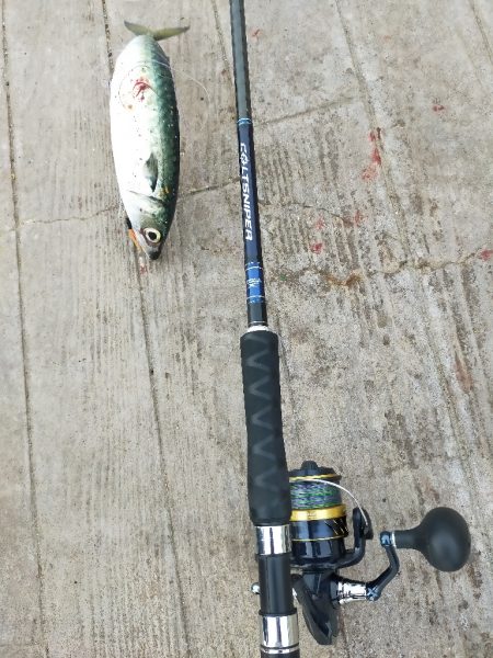 サバ狙い朝釣行