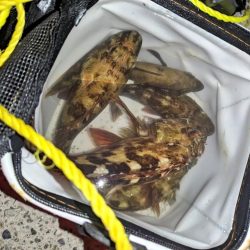 ガシラ、メバル、シーバス