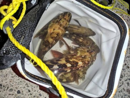 ガシラ、メバル、シーバス