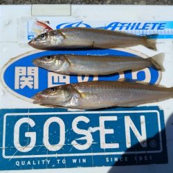 東二見白灯台波止のキス調査