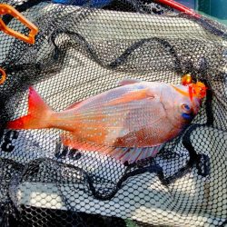 タイラバで甘鯛