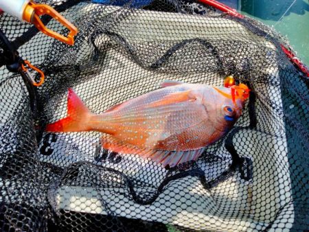 タイラバで甘鯛