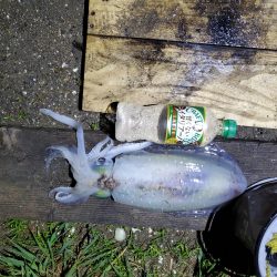 春アオリイカ狙い