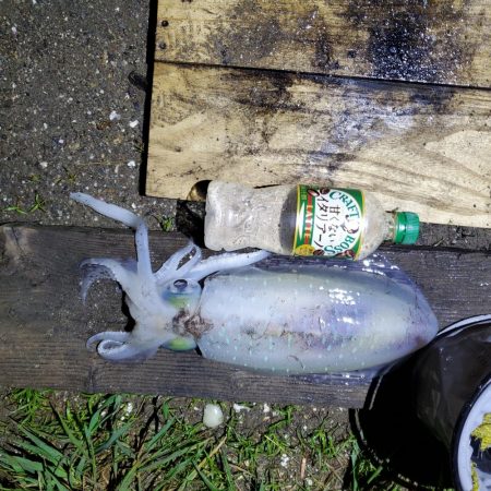 春アオリイカ狙い