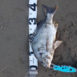 チヌはバイブで釣れる