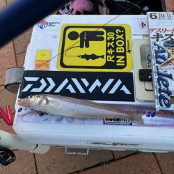 ＧＷ天草キス釣り遠征でした　その３