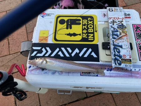 ＧＷ天草キス釣り遠征でした　その３