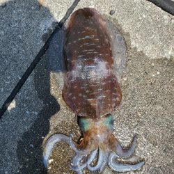 春アオリイカ狙い