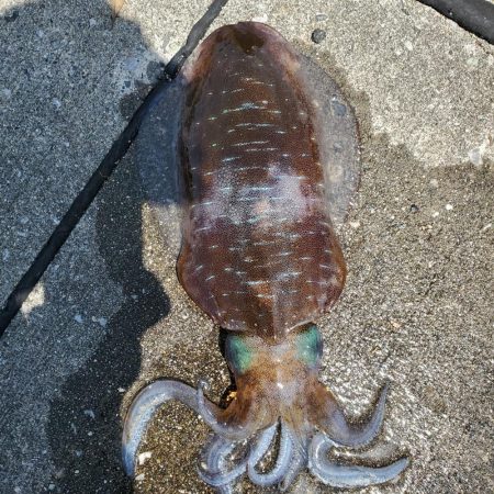 春アオリイカ狙い