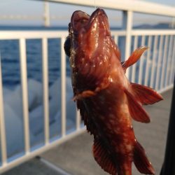 やっぱり穴釣り