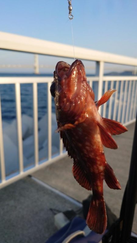 やっぱり穴釣り