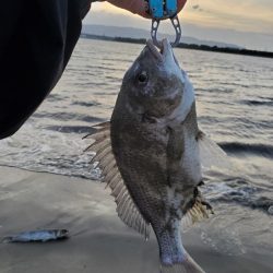 スズキは何年ぶりだろうか