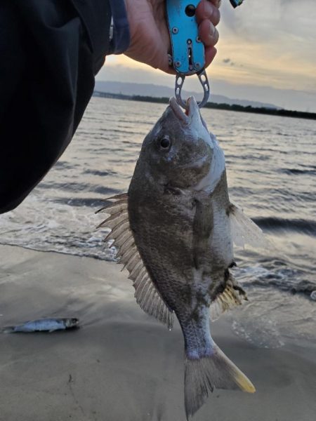 スズキは何年ぶりだろうか
