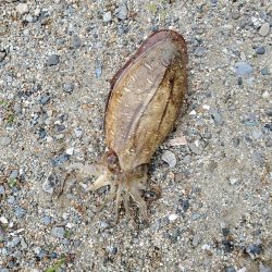 春アオリイカ狙い