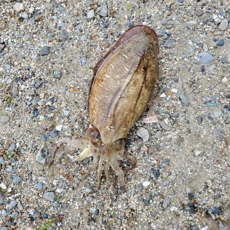 春アオリイカ狙い