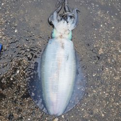 春アオリイカ狙い