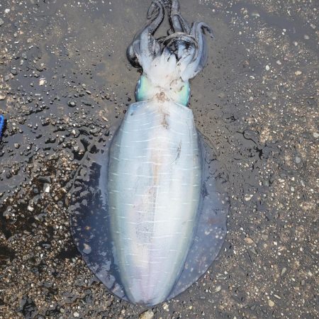 春アオリイカ狙い