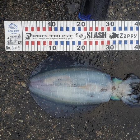 春アオリイカ狙い