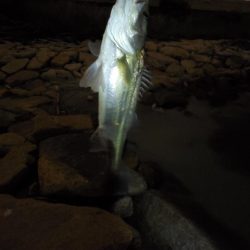 バチ抜けシーバス