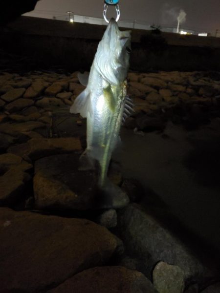 バチ抜けシーバス