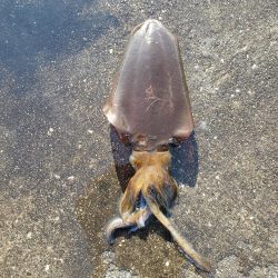 春アオリイカ狙い